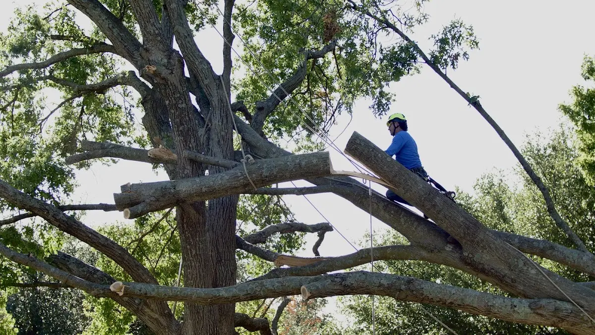 Professional Crown Thinning performed by certified arborists in Grant Park